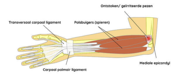 Golferselleboog anatomie
